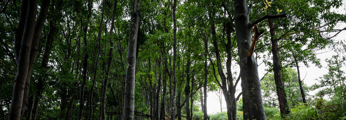 Topical forest mountain landscape in summer