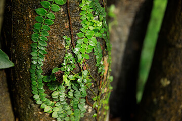 Parasitic vine wrapped around tree trunk in tropical forest