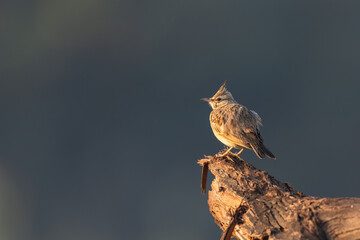 Crested Lark perched on a log against dark background