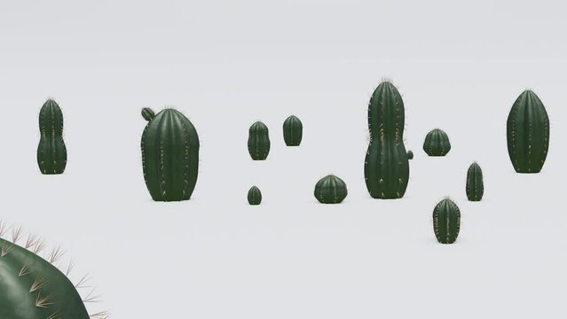 3d animation of a group of cacti on the white background. The cacti are all different sizes and shapes