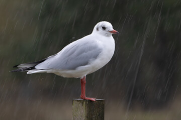 Black headed gull perched in rain