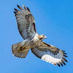 Majestic hawk soaring against a clear blue sky