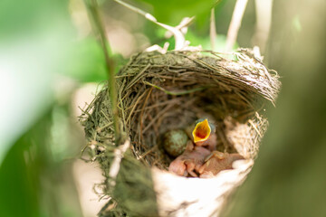 아기 새 bird there's a baby bird sitting in a nest