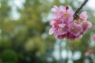 雨に濡れた固まって咲いた桜の花　春・春雨・入学・入社・新学期