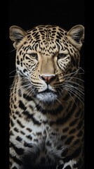 Obraz premium portrait animal close-up