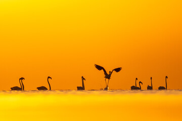 Silhouette Flock of greater flamingos against orange background