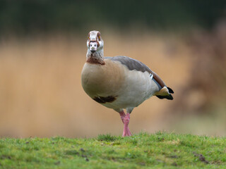 Egyptian Goose on the grass