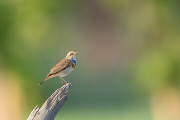 Bluethroat (male) perched on a log