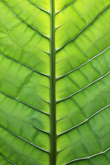 Macro Green Leaf Background Texture