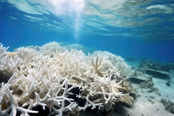 Fototapeta na wymiar Coral Bleaching Recovery: A hopeful scene of recovering coral reefs with new growth.