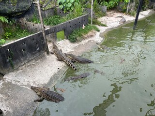 Sandakan Crocodile Farm. The second largest town in Sabah, Malaysia. Known as the Natural City,...