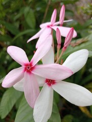 pink magnolia flower