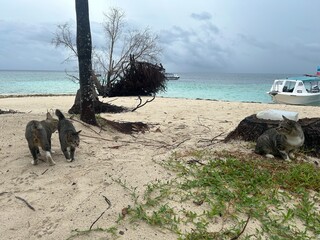 The best diving spot Sipadan Island, Sabah state in Malaysia.
