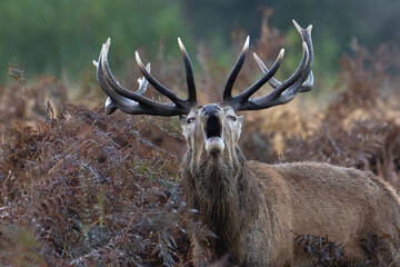 Red Deer stag bellowing amidst braken
