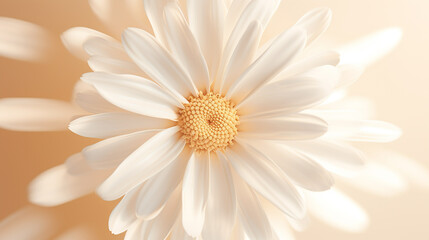 A sprightly daisy with white petals and sunny center, symbolizing purity on white canvas. 3D render - obrazy, fototapety, plakaty