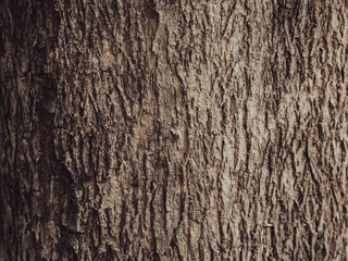 Brown teak tree texture, close-up shot in the forest