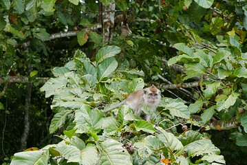 The Kinabatangan river is one of the best and most easily accessible places to see wildlife in...