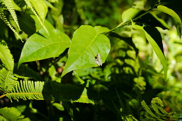 The Kinabatangan river is one of the best and most easily accessible places to see wildlife in Asia! Including so much of Sabah's most sought after wildlife: Orang-utans, proboscis monkeys.