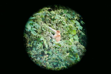 The Kinabatangan river is one of the best and most easily accessible places to see wildlife in...