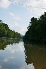Fototapeta na wymiar The Kinabatangan river is one of the best and most easily accessible places to see wildlife in Asia! Including so much of Sabah's most sought after wildlife: Orang-utans, proboscis monkeys.
