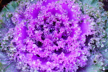 Orlando Leu Botanic Garden flower/plant in winter	