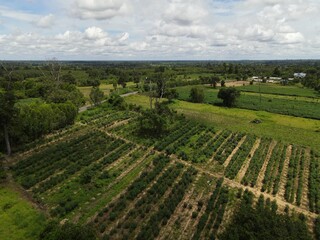 Fototapeta na wymiar Cassava farms in countries in the region