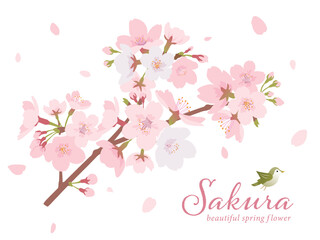 Obraz na płótnie Canvas 桜の木　イラスト素材