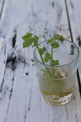Sprouting celery in a glass filled with water on a table blur background

