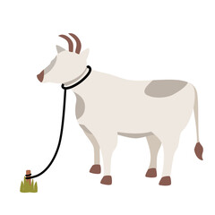 Cow qurban animal eid al adha muslim day