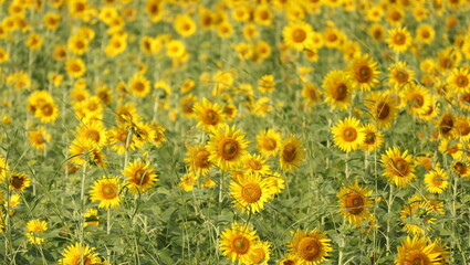 field of yellow sunflowers in spring