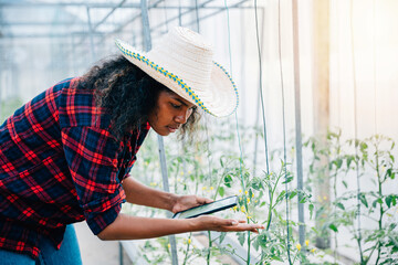 In a greenhouse a woman farmer in a black shirt carefully checks tomato leaves with her phone. Her...