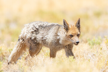 Zorro culpeo (Lycalopex culpaeus)