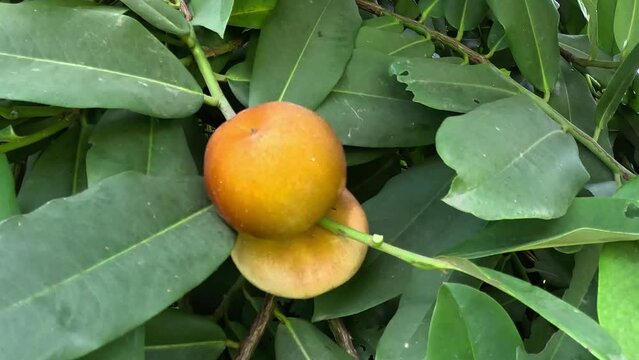 Diospyros blancoi (Also known Diospyros discolor, velvet apple, velvet, sembolo, buah mentega). It produces soft fruit, creamy, pink flesh, with a taste and aroma comparable to peaches