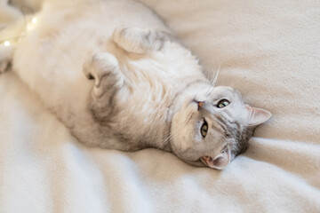 Scottish straight cat lies on his back. Cat upside down. Close up white cat face. Favorite pets, cat food.