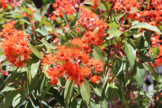 Flowering Gum Images – Browse 416 Stock Photos, Vectors, and