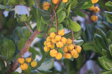 Yellow fruit of a Cupaniopsis anacardioides tree. Carrotwood