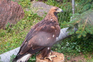 Bird of prey Golden Eagle, Aquila chrysaetos, sitting in a cage or aviary