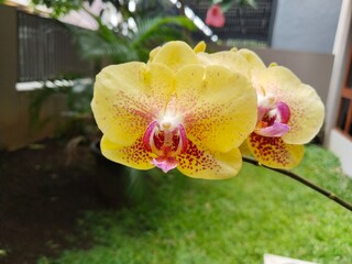 Fototapeta na wymiar Yellow moon orchid in garden