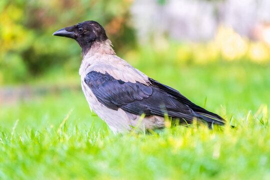 Hooded crow, corvus cornix, standing on the lawn in the spring or summer
