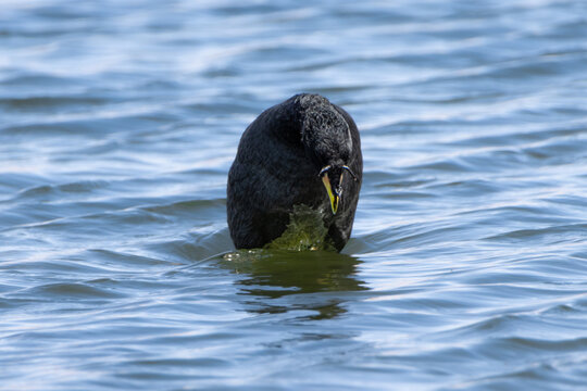 Gallareta cornuda (Fulica cornuta)