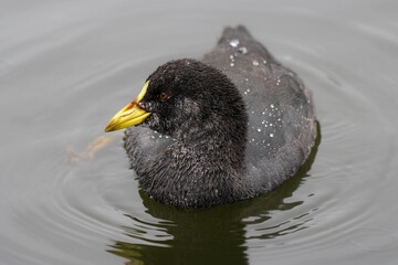 Gallareta ligas rojas (Fulica armillata)
