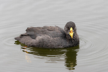 Gallareta ligas rojas (Fulica armillata)