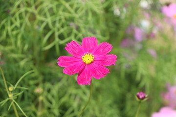 Colorful Cosmos Flwer in Garden HD Images
