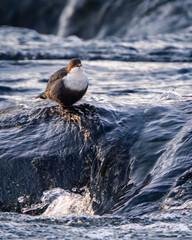 dipper bird and river