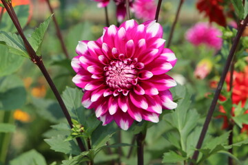 Dahlia Flower Hd Quality Images Garden Fresh Colorful 