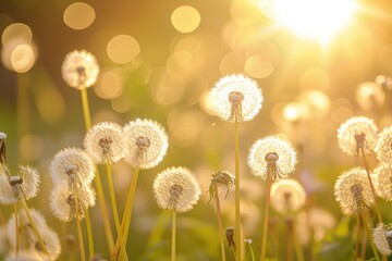 Beautiful dandelion flower with shallow focus in springtime, natural spring background. Blooming meadow