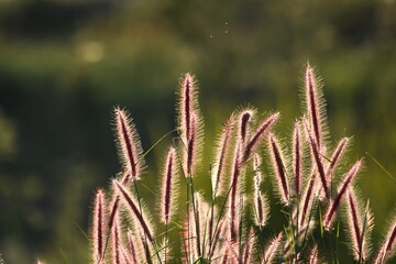 Beautiful grass flowers in the evening sunlight