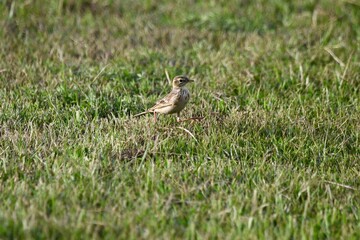 Paddyfield Pipit standing on grass 