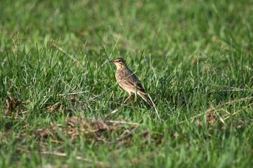 Paddyfield Pipit standing on grass 