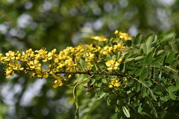 Senna siamea yellow flower on tree.
